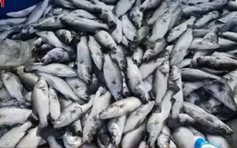 Hơn 50 tấn cá nuôi lồng bè chết hàng loạt