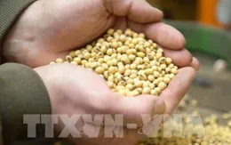 Thế giới đứng trước thách thức lớn về an ninh lương thực