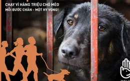 Hơn 16.000 người tại Việt Nam tham gia chạy trực tuyến vì hàng triệu chó, mèo