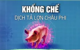 44 tỉnh, thành phố đã xuất hiện dịch tả lợn châu Phi