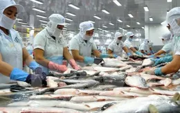 Xuất khẩu cá tra lấy lại đà tăng