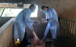 Một xã ở Tiền Giang công bố dịch tả lợn châu Phi