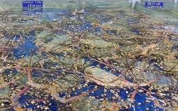 Vì sao tôm hùm khó xuất khẩu sang Trung Quốc?