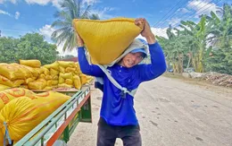 Giá lúa cao kỷ lục