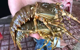 Khó xuất khẩu sang Trung Quốc, hàng trăm tấn tôm hùm bông ứ đọng