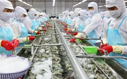 Trung Quốc tăng nhập khẩu thủy sản Việt Nam