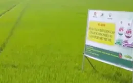 Liên kết sản xuất lúa chất lượng cao gắn với tiêu thụ