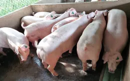 Cảnh giác thủ đoạn giả danh thương lái mua heo giá cao để chiếm đoạt tài sản