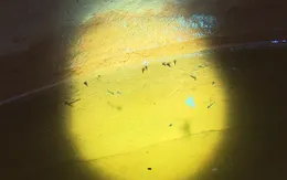 TP. Hồ Chí Minh: Ca mắc tay chân miệng, sốt xuất huyết đều giảm