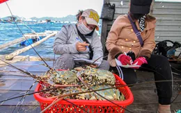 Hàng trăm tấn tôm hùm bông ứ đọng, các bộ, ngành vào cuộc gỡ khó