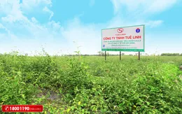Top 5 dược liệu quý giải độc, bảo vệ gan hiệu quả