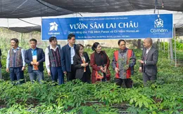 Cỏ Mềm: Tạo động lực phát triển kinh tế cho đồng bào vùng cao