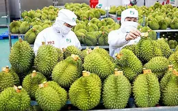 Xuất khẩu rau quả về đích sớm