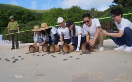 Hoa hậu Hoàn vũ Việt Nam 2022 tham gia bảo tồn rùa biển Côn Đảo