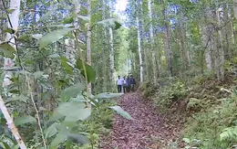 Trồng rừng hơn 20 năm nhưng không được khai thác