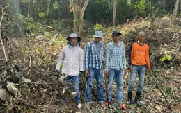 Bắt 4 người phá rừng trái phép ở Phú Quốc
