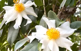 Nhộn nhịp Lễ hội hoa sở Bình Liêu