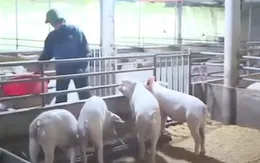 Chăn nuôi hữu cơ được giá, đắt hàng