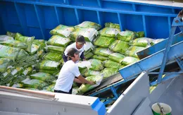 Xuất khẩu gạo năm 2024 tiếp tục thuận lợi