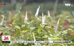 Người trồng hoa thấp thỏm trước vụ hoa Tết