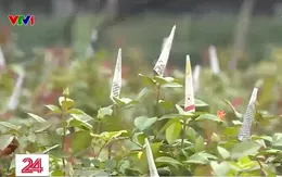 Giá rét ảnh hưởng tới trồng hoa vụ Tết Nguyên đán 2024