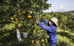 Bài học từ thủ phủ cam giảm mạnh diện tích