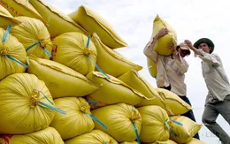 Giá gạo Việt xuất khẩu tăng cao nhất 3 tháng