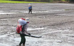 Lúa chưa xuống giống đã được đặt cọc giá cao