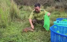 Thả 18 cá thể cheo cheo về môi trường sống tự nhiên