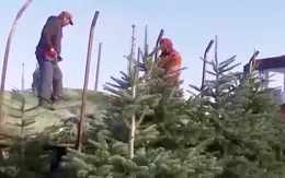 Biến đổi khí hậu đe dọa ngành trồng thông tại Hungary