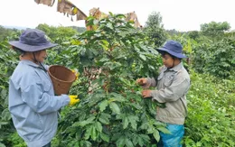 Thủ tướng Chính phủ chỉ đạo về phát triển ngành cà phê và ngành tôm