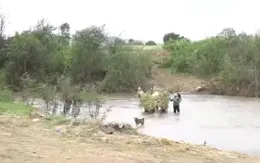 Hàng trăm hộ dân bất chấp nguy hiểm vượt sông đi làm rẫy