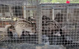 Nhiều trang trại nuôi chồn hương mất trắng vì trộm