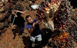 Dầu cọ - Tâm điểm của cuộc chiến “lý tưởng xanh”