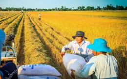 Cần nguồn vốn dài hạn cho chuỗi liên kết ngành gạo