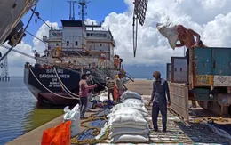 Cảnh báo tác động của việc thiếu hụt gạo trên phạm vi toàn cầu