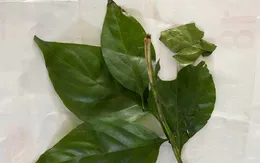 Người phụ nữ trẻ nguy kịch vì ngộ độc lá ngón
