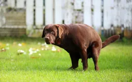 Tại sao chó thường nhìn chằm chằm vào chúng ta trong khi đi vệ sinh?