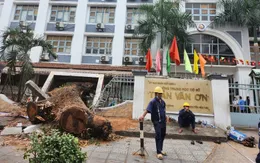 Vụ cây xanh trong trường học bật gốc: Một thai phụ bị thương nghiêm trọng