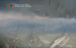 "Giải mã cuộc sống": Bí mật hang cá thần