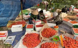 Hà Nội: Nhót đỏ chín mọng, người dân tất bật thu hoạch