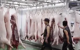 Vẫn còn nhiều nỗi lo tại các lò mổ