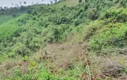 Điều tra đối tượng phá gần 6.000 m2 rừng phòng hộ tự nhiên