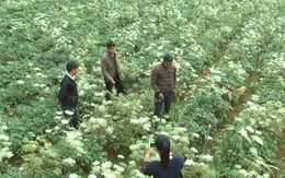 Phối hợp chặt chẽ để triển khai đầu tư, hỗ trợ phát triển vùng trồng dược liệu quý