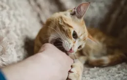 Người đàn ông mất một phần thị lực sau khi bị mèo cào