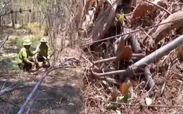 Gỡ bẫy thú rừng, bảo vệ động vật quý hiếm ở Vườn Quốc gia Yok Đôn