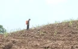 Nguy cơ mất mùa mía vì nắng hạn