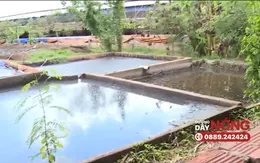 Đồng Nai: Các trang trại chăn nuôi xả thải ra sông suối gây ô nhiễm nguồn nước