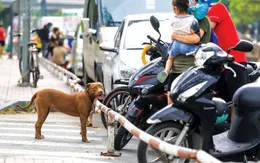 TP. Hồ Chí Minh chỉ đạo khẩn tăng cường các biện pháp cấp bách phòng, chống bệnh dại