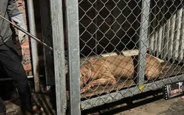 Gây mê con chó Pitbull cắn cụ bà 82 tuổi tử vong để lấy dấu răng